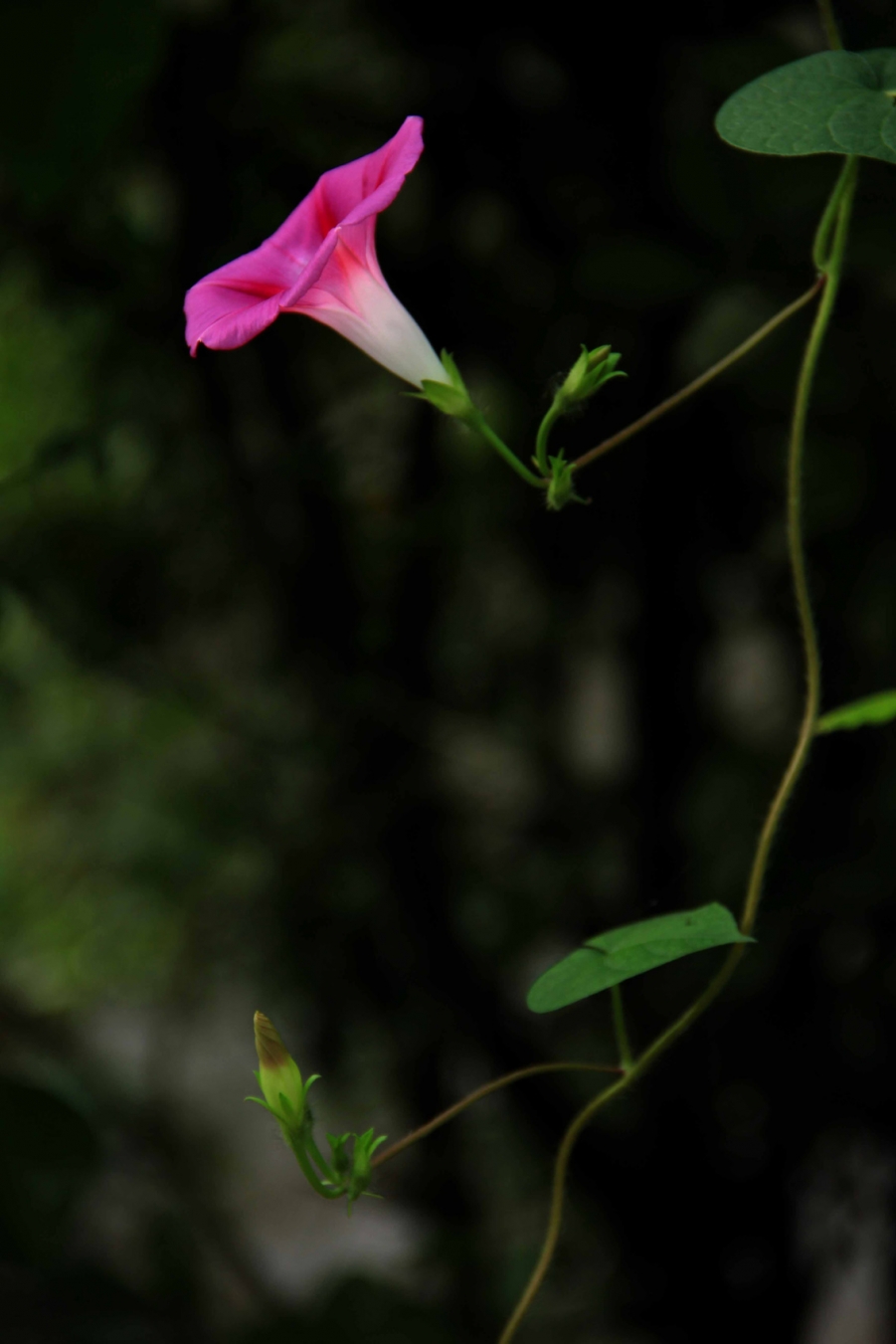牵牛花