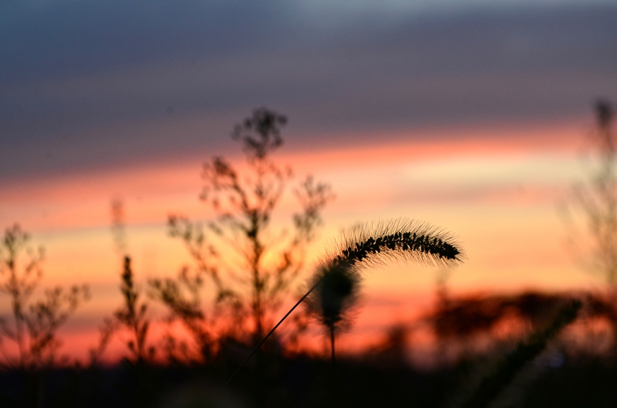 DSC_7958.JPG