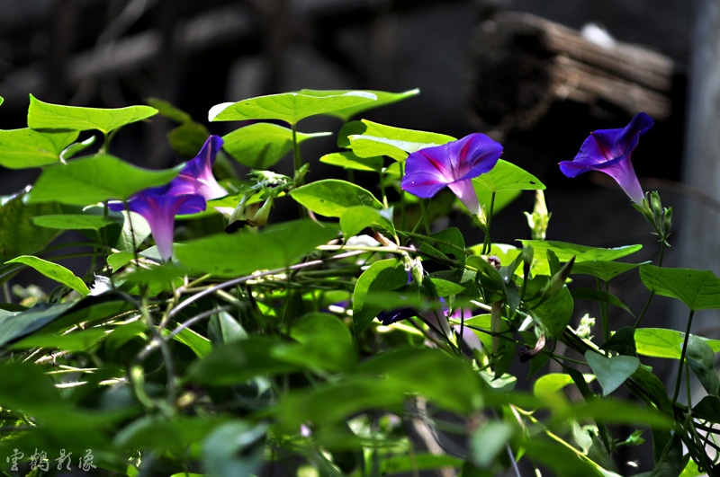 _DSC2009.JPG