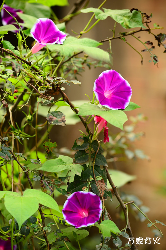 DSC_1009_副本.jpg