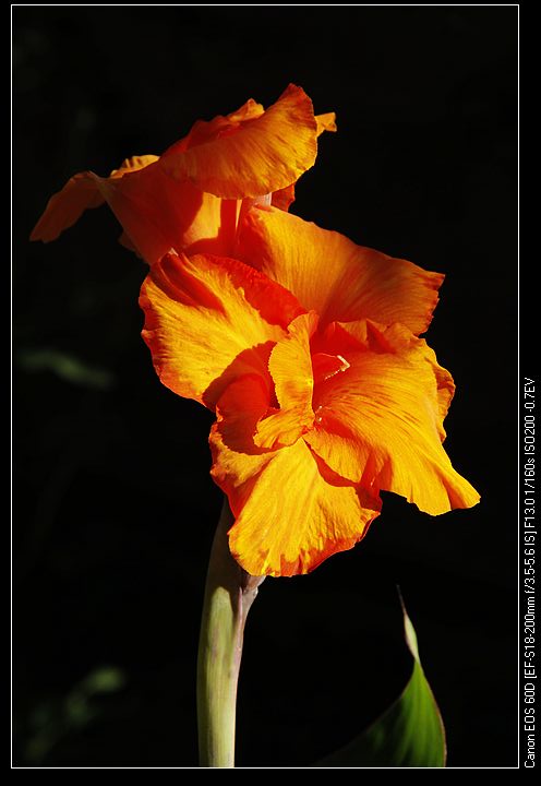 nEO_IMG__MG_3955.jpg