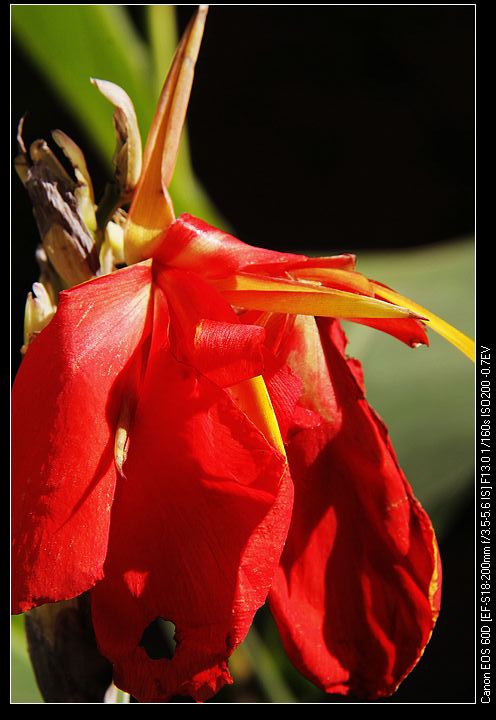 nEO_IMG__MG_3962.jpg
