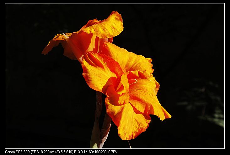 nEO_IMG__MG_3964.jpg