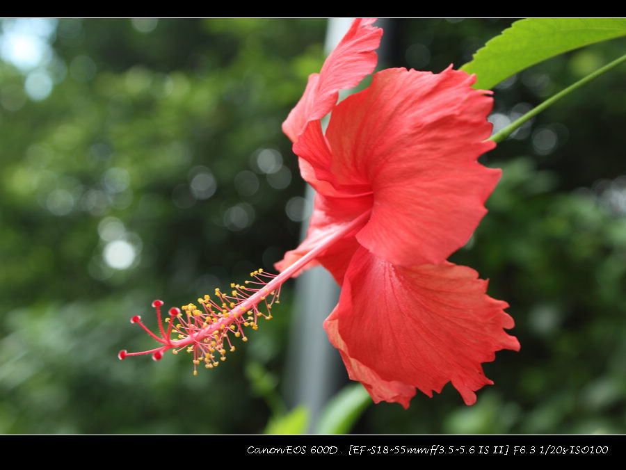 IMG_1285.jpg