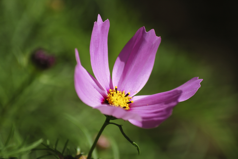 DSC_6659.jpg