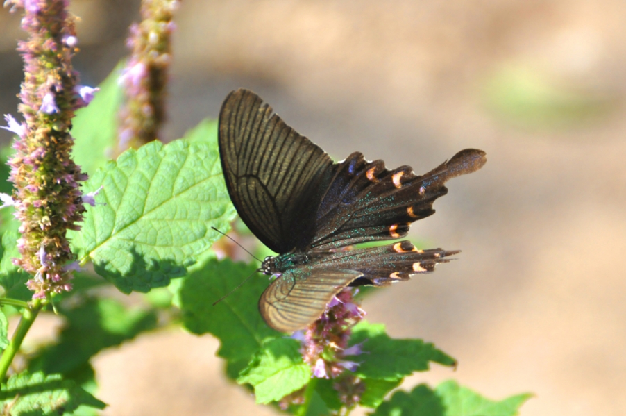 DSC_0124.jpg