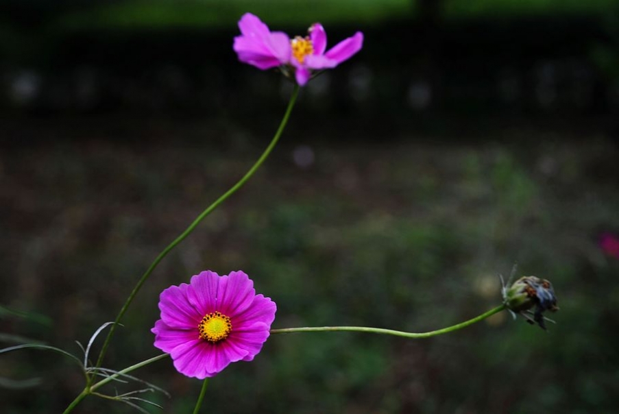 DSC_0310.JPG