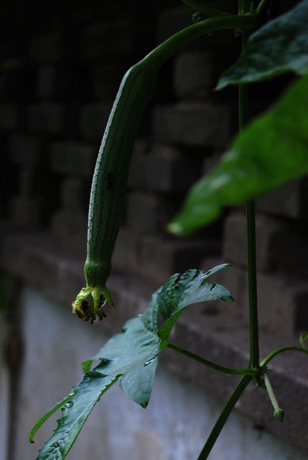 DSC_0325.JPG