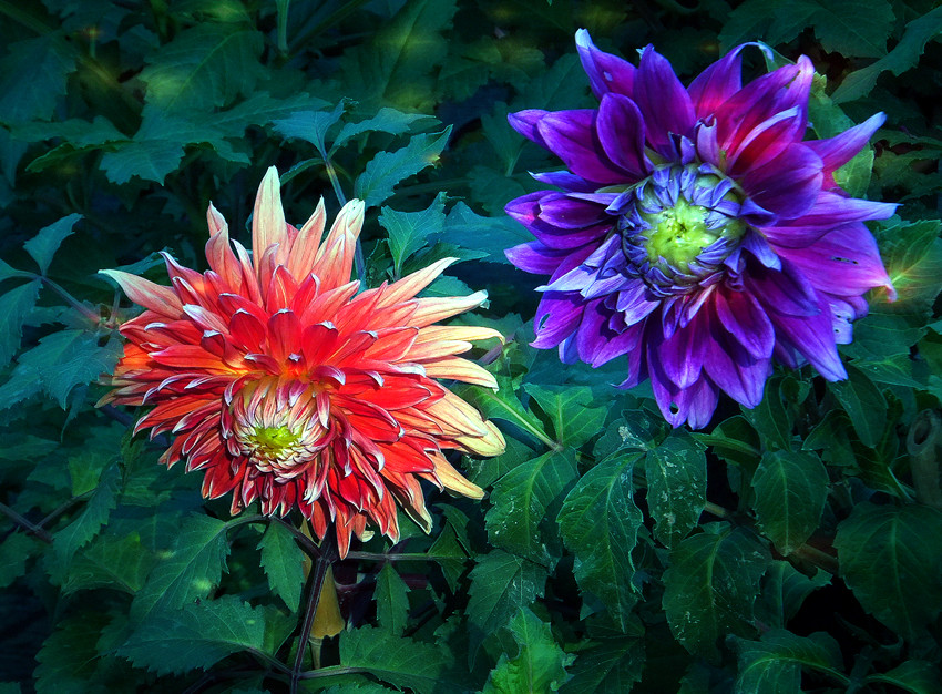 DSCF4244_副本.jpg