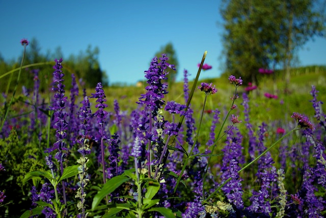 _MG_3634.jpg