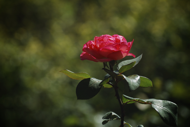 DSC_6744.jpg