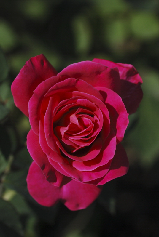 DSC_6757.jpg