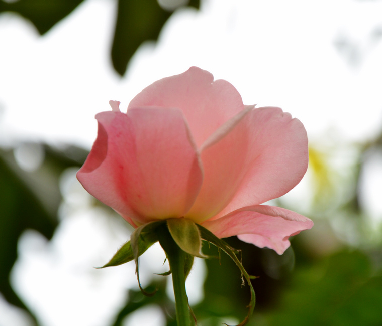DSC_2800.jpg