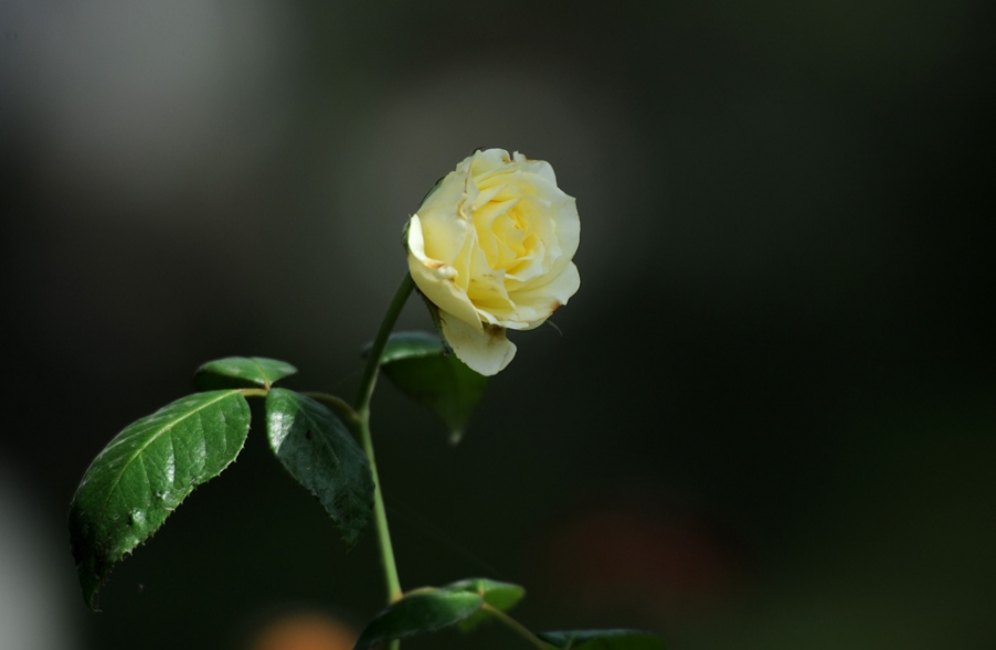 DSC_7943.JPG
