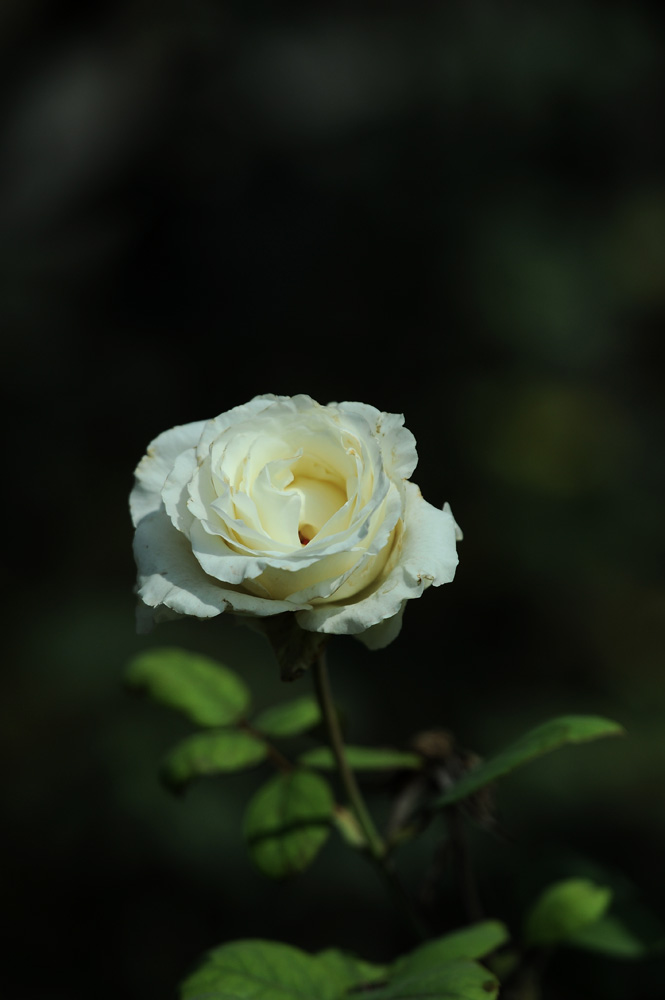 DSC_7944.JPG