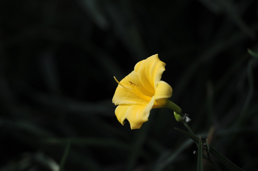 DSC_7951.JPG