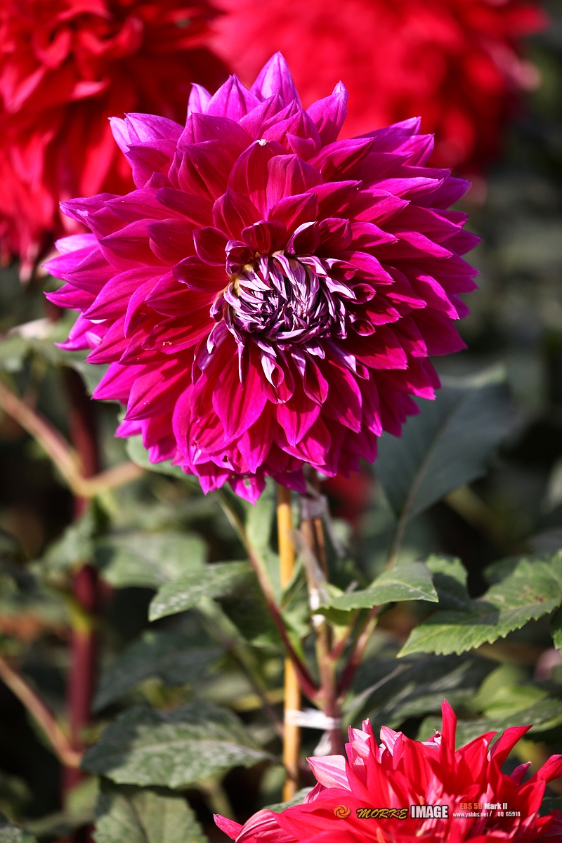 IMG_2834a.jpg