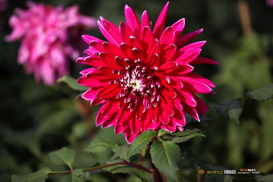 IMG_2839a.jpg