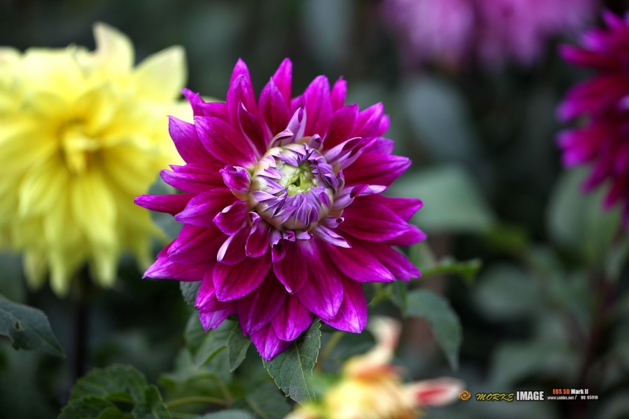 IMG_2854a.jpg