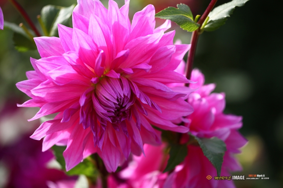 IMG_2923a.jpg