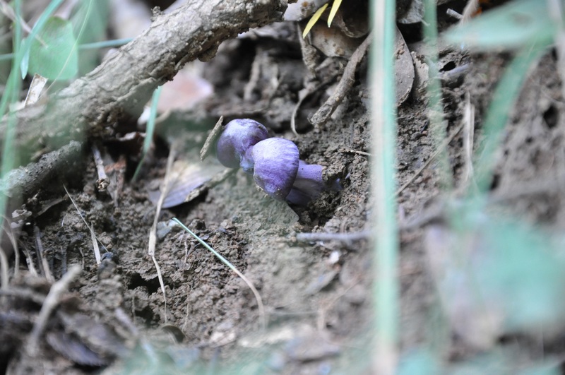DSC_2087.JPG
