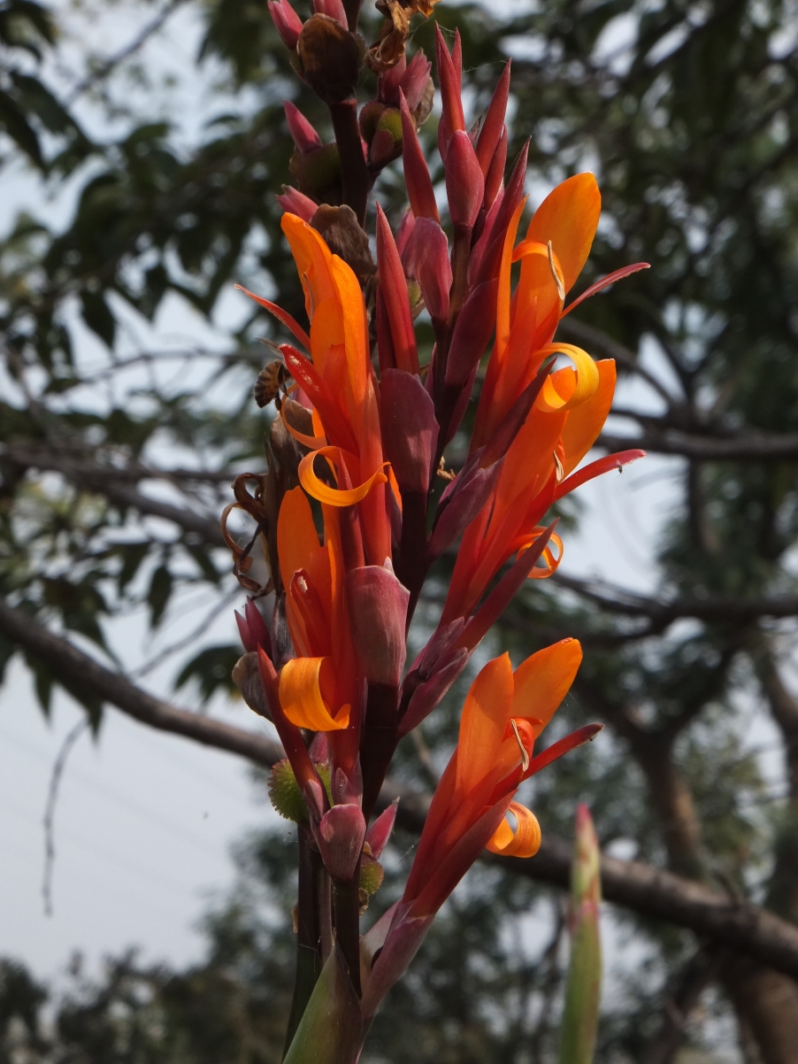 DSCF4818.JPG