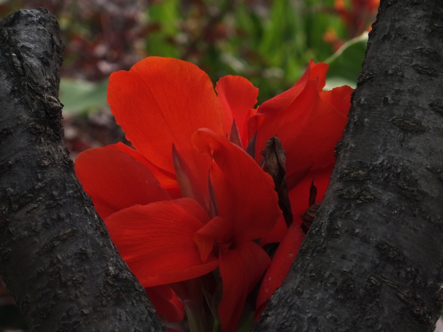 DSCF4821.JPG