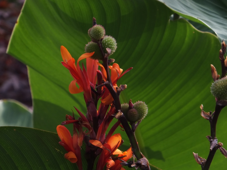 DSCF4822.JPG