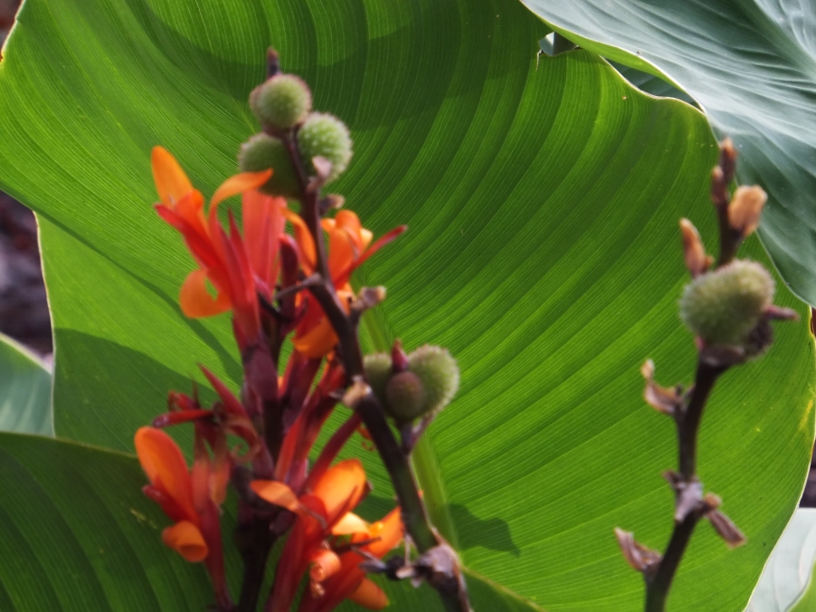 DSCF4823.JPG