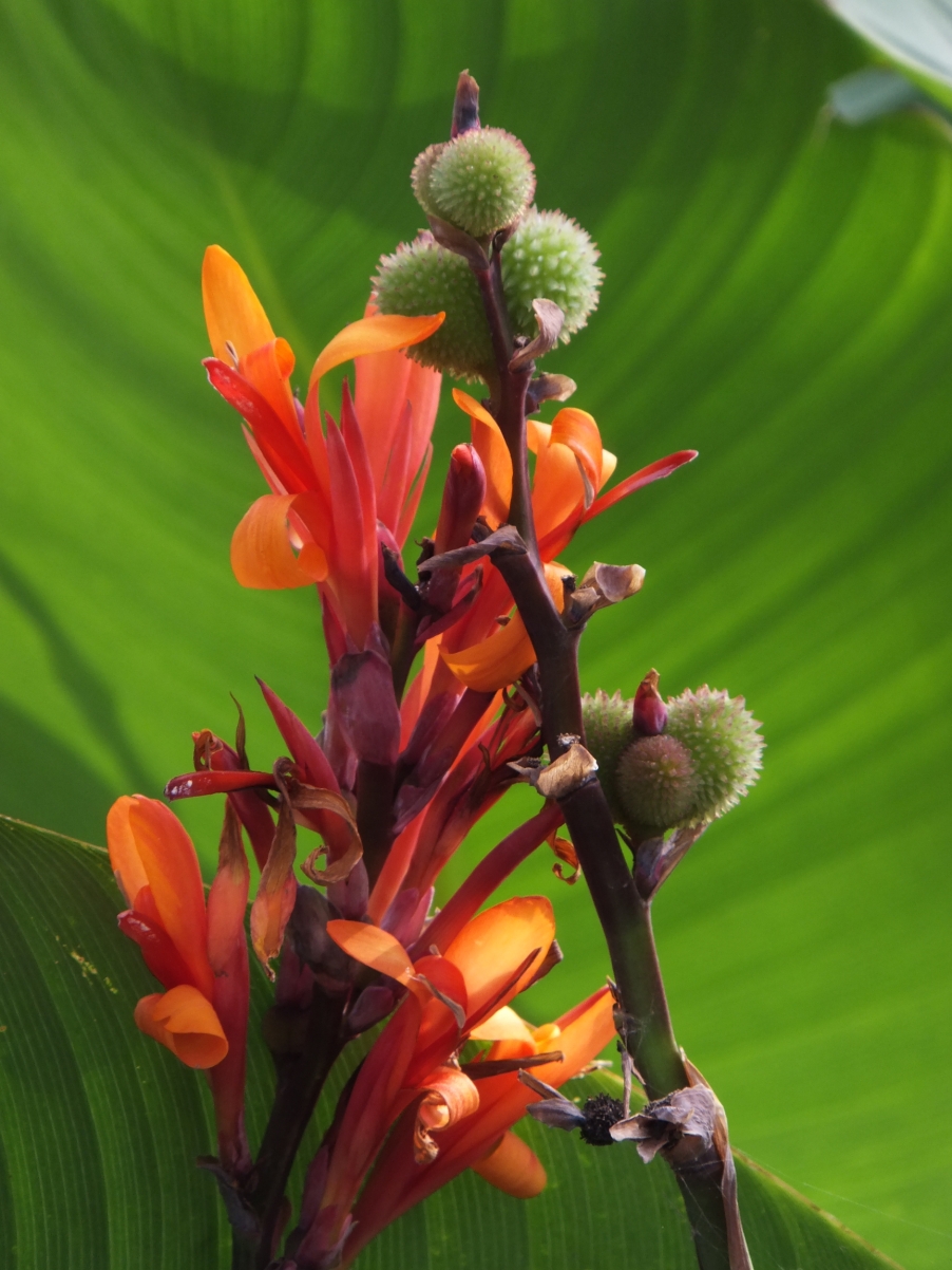 DSCF4825.JPG