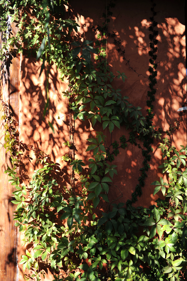 DSC_2618.JPG