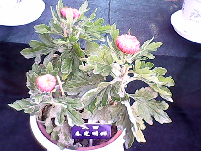 IMG00080.jpg