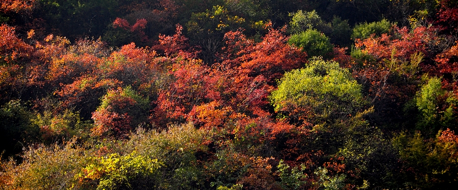DSC_0290.jpg