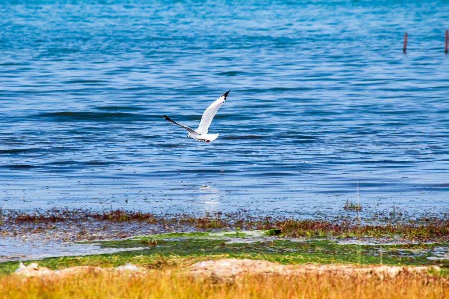 (2012-10-05)青海湖38.JPG
