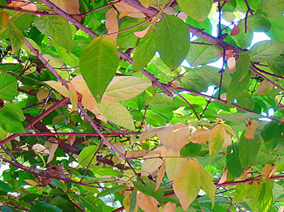 DSC09166_副本.jpg