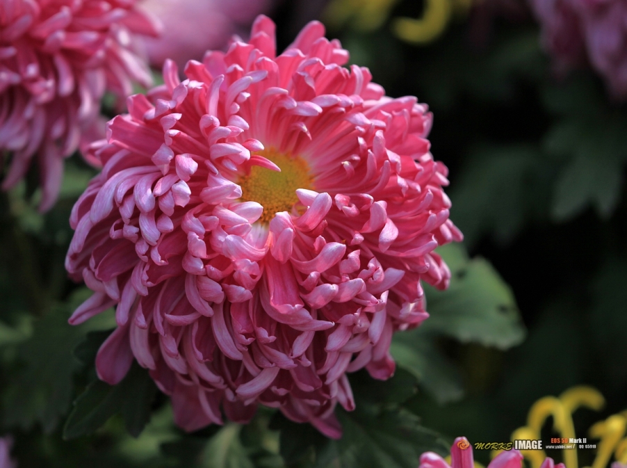 IMG_4572a.jpg