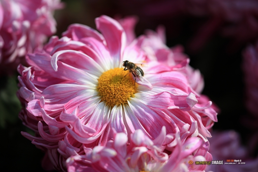IMG_4493a.jpg