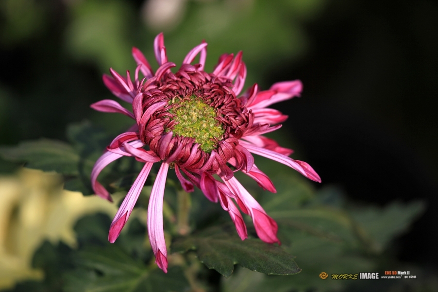 IMG_4513a.jpg