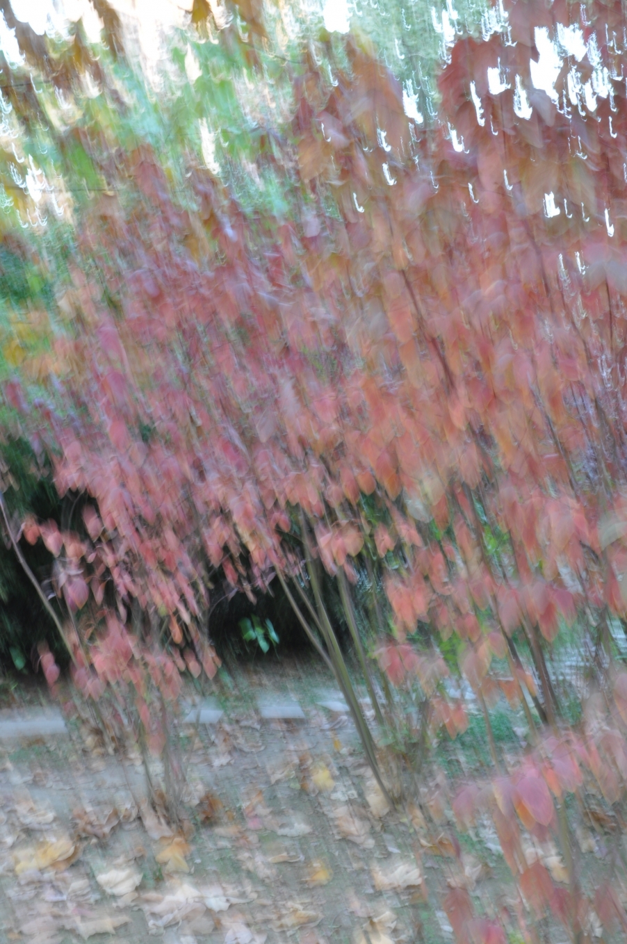 DSC_0720.JPG
