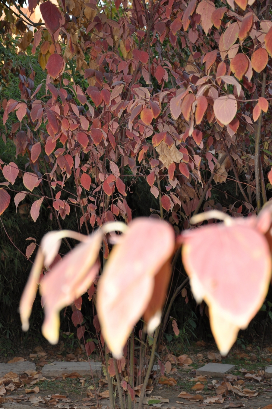 DSC_0723.JPG