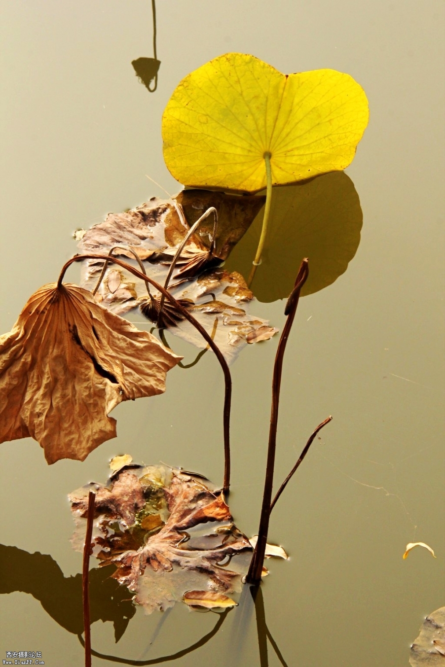 conew_img_7516_conew1.jpg