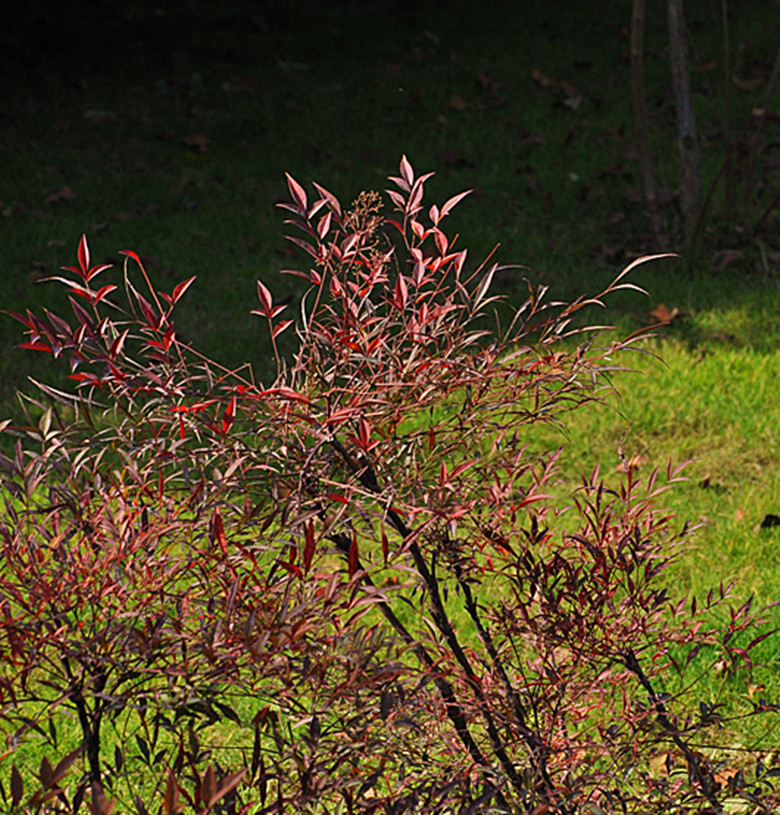 DSC_1916_副本.jpg