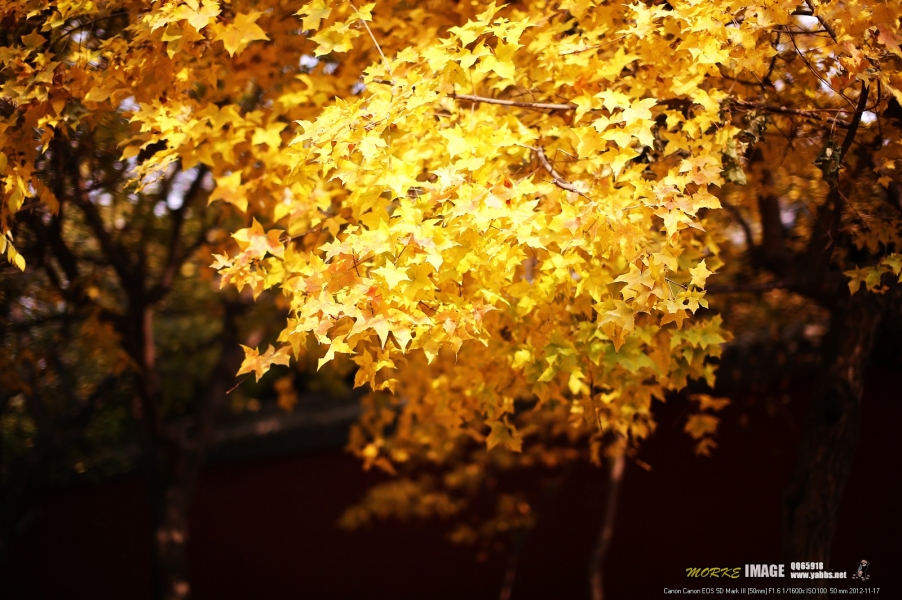 1G8A5831a.jpg