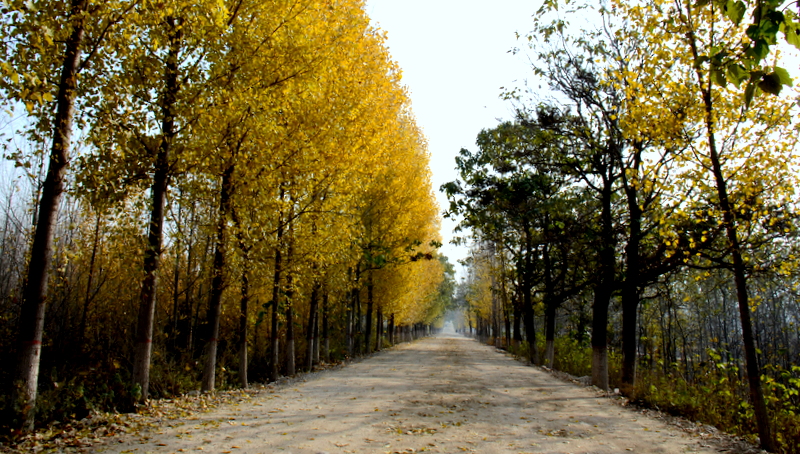 DSC_1009.jpg
