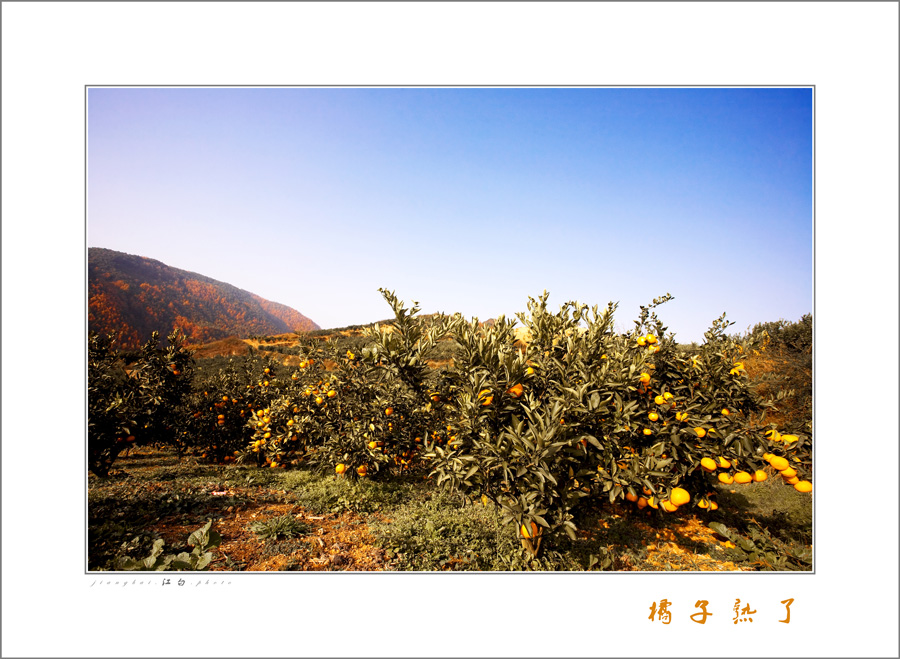 橘子熟了.jpg