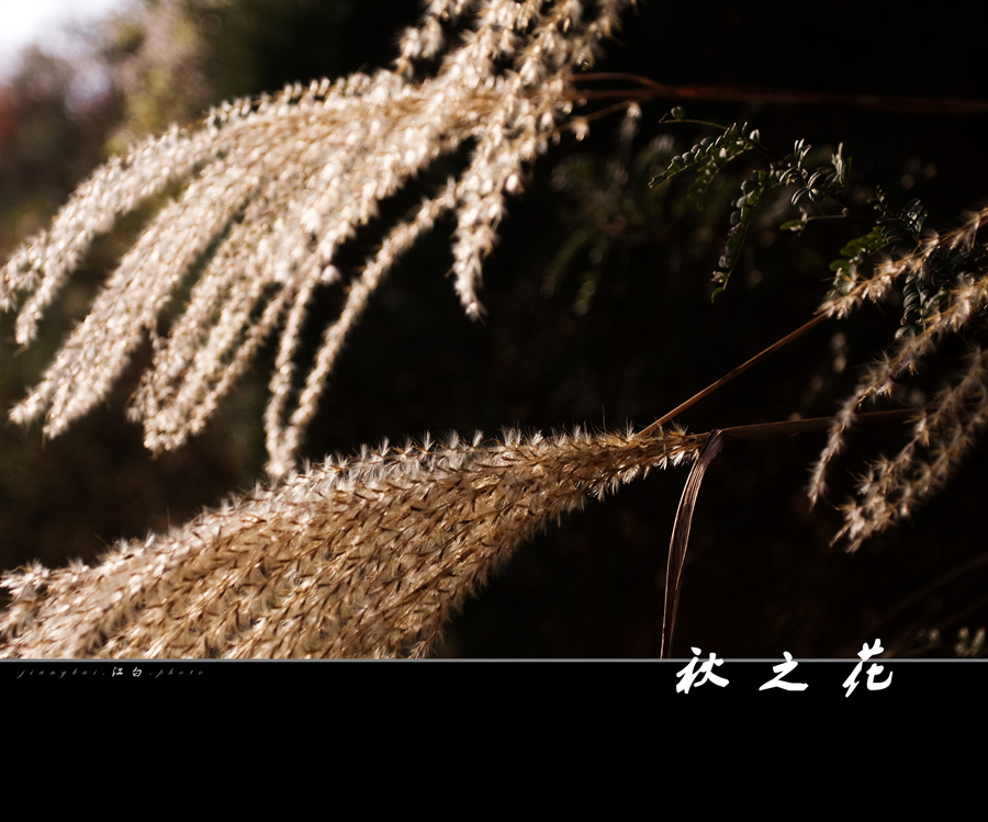 秋之花.jpg