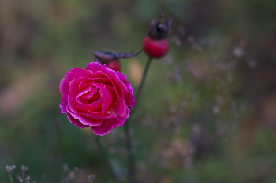 DSC_0208.jpg