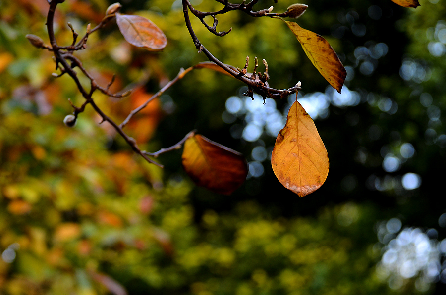 DSC_1172.jpg