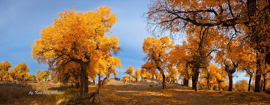 DSC01118-900（全景）.jpg