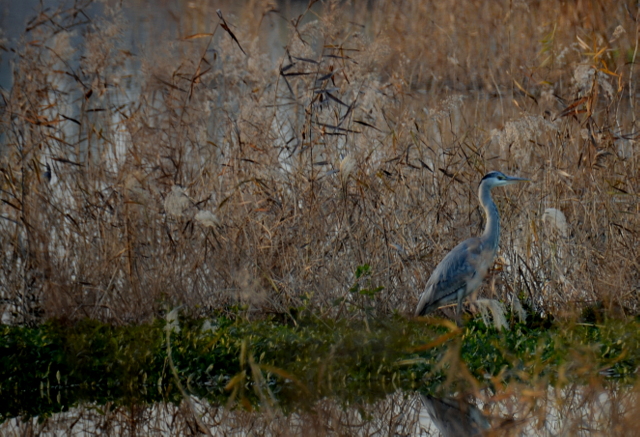 DSC_1335.jpg